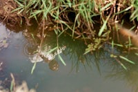 a man's reflection in a puddle of water